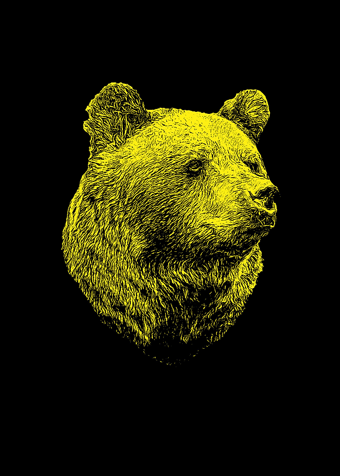 Bear portrait