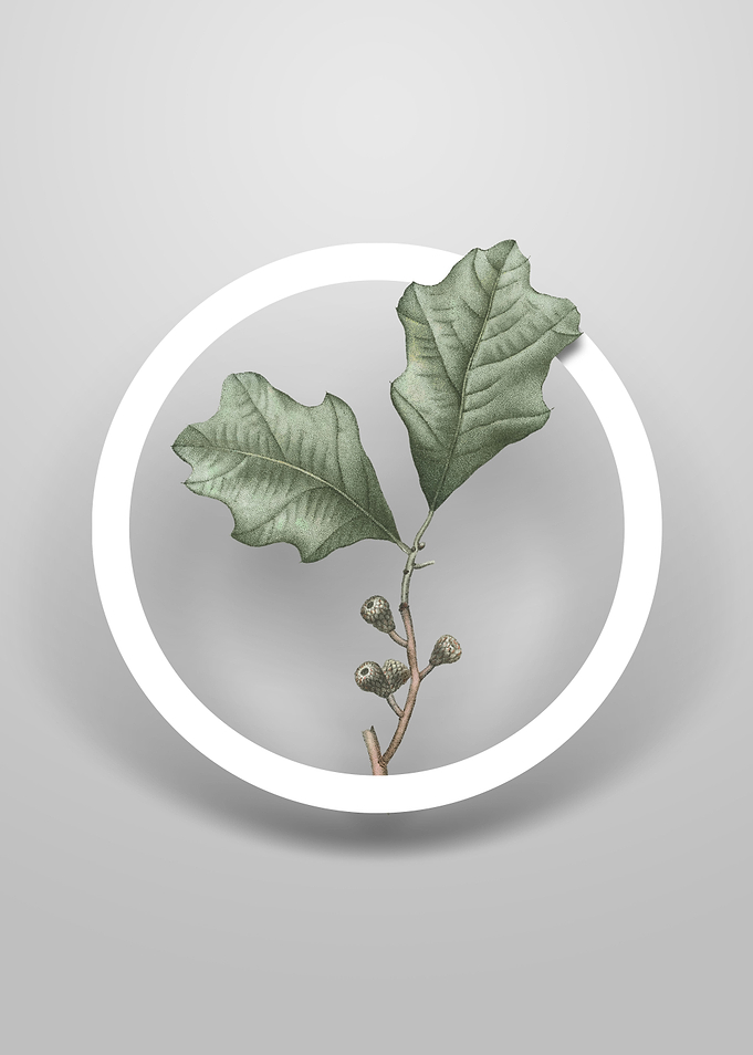Bear Oak Leaves Flower Art