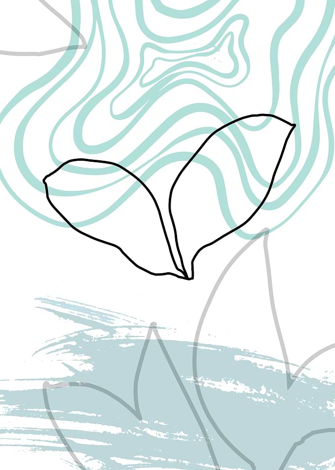 Jojoba Hand draw