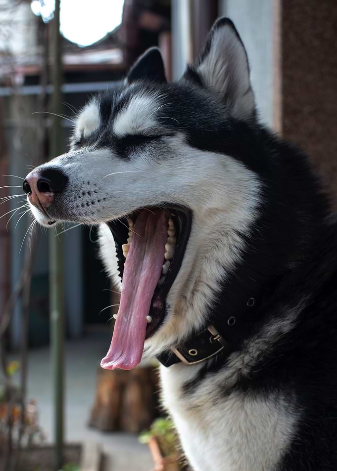 DOG STICKING OUT TONGUE