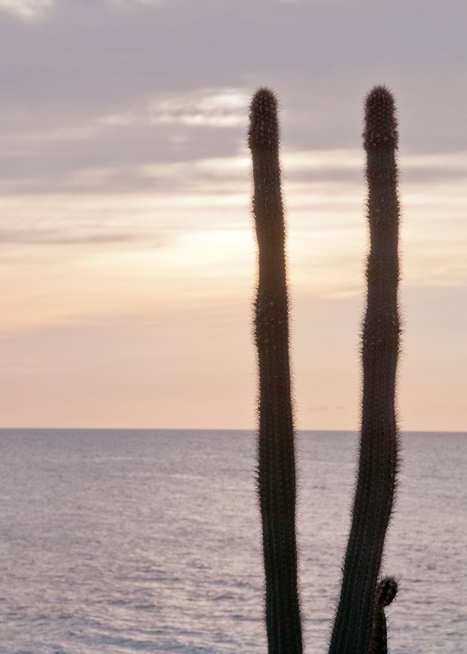 Caribbean Cacti Oasis 1