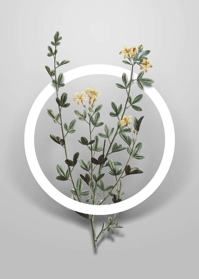 Yellow Jasmine Flowers Art