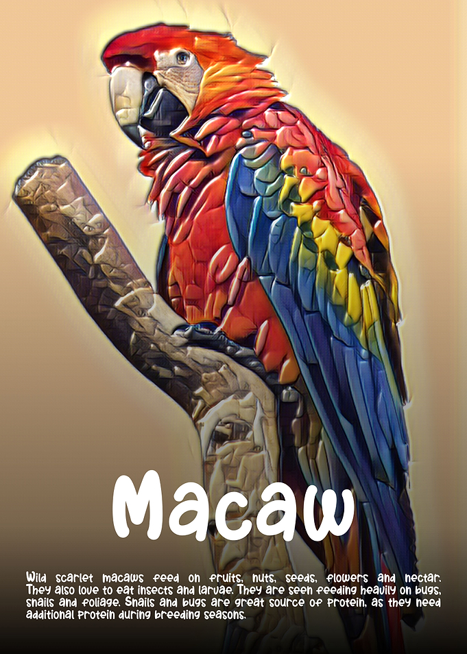 Macaw