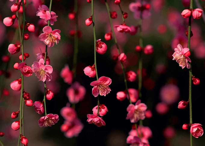 Beautiful flowers