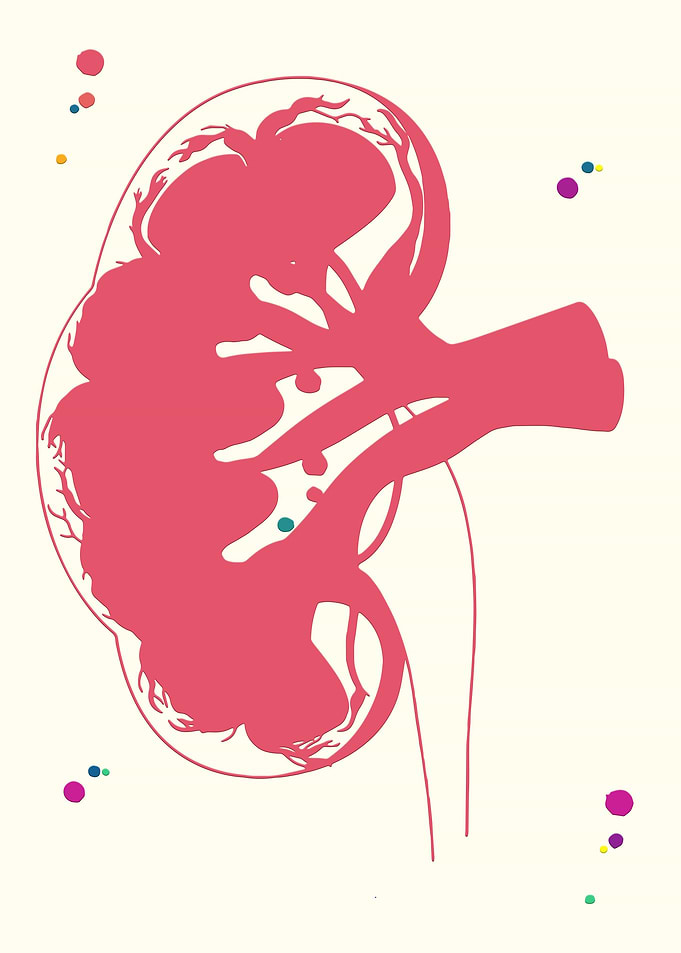 Kidney section