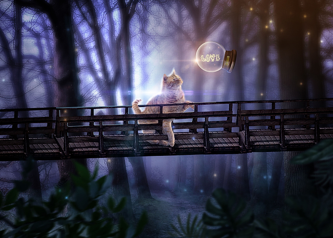 Cat on a Bridge L0ve
