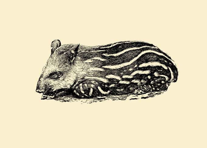 Baby tapir