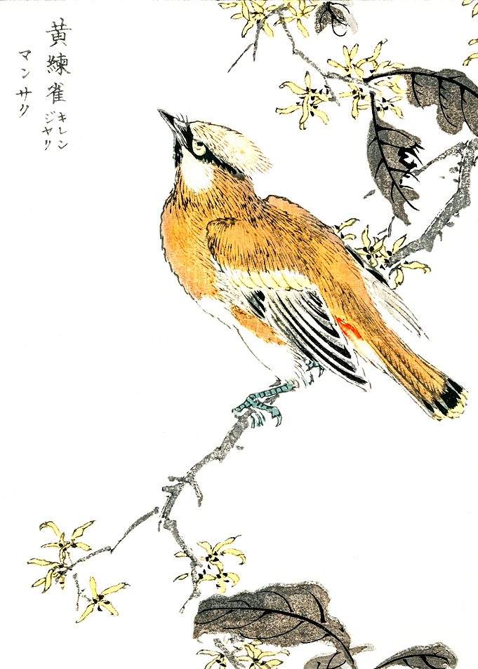 Eastern Waxwing
