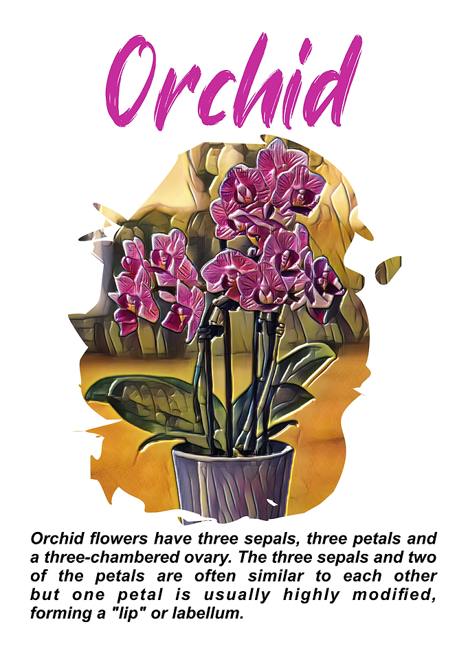 Orchid Flower