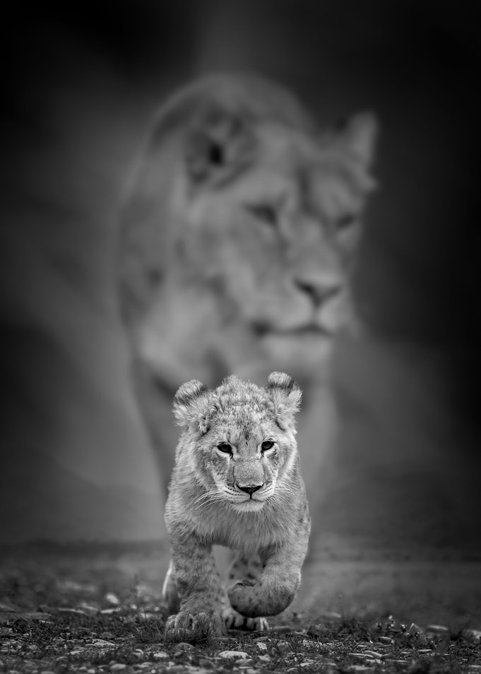 Lions