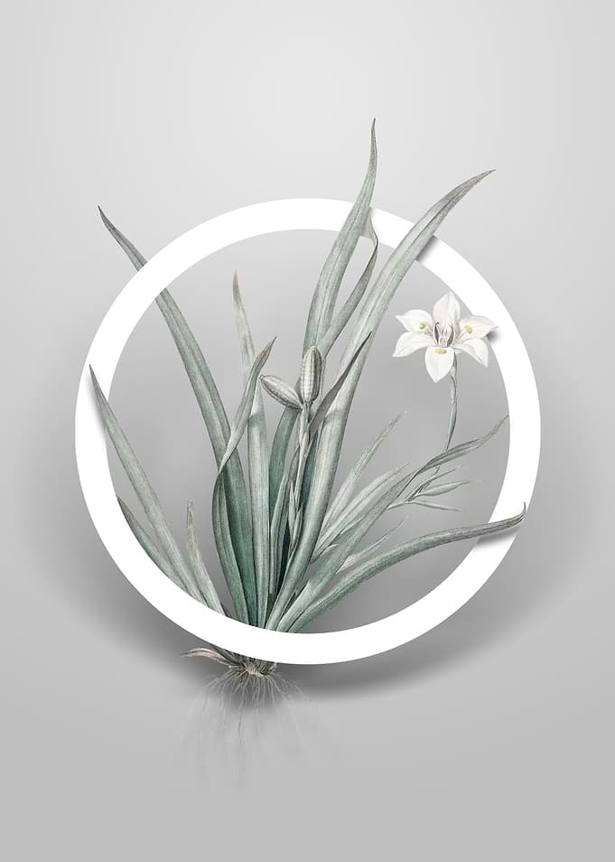 Fortnight Lily Flower Art