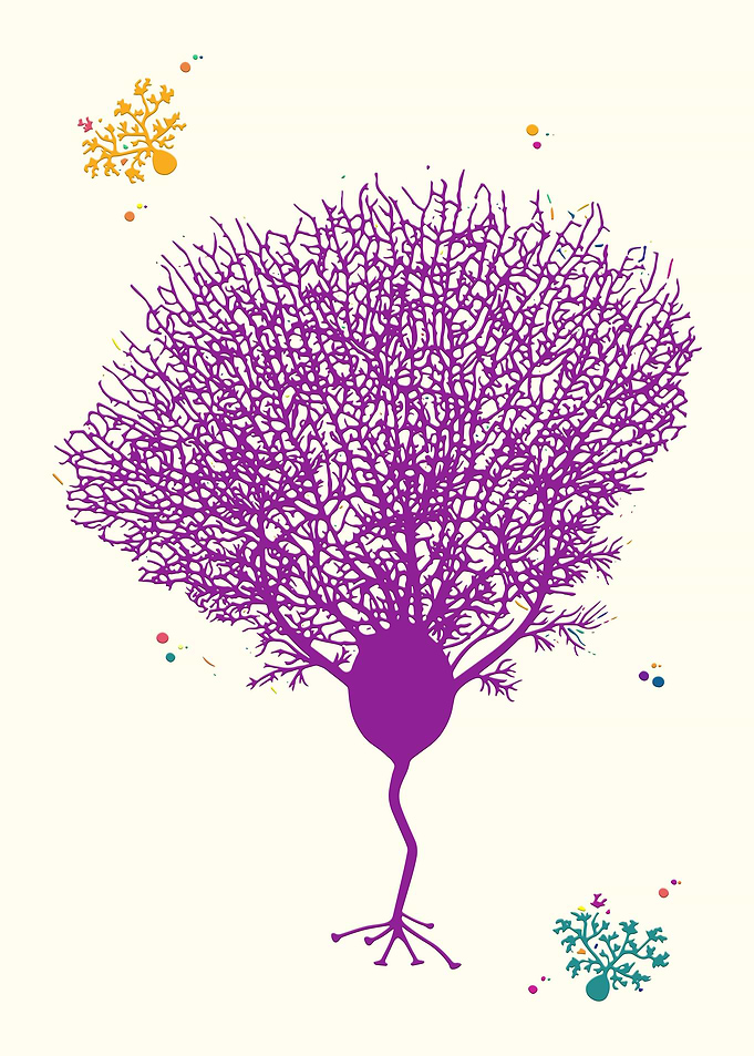 Purkinje Neuron