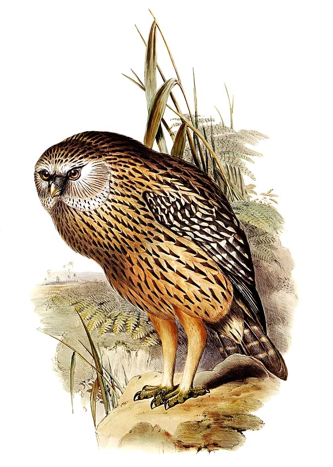 Wekau