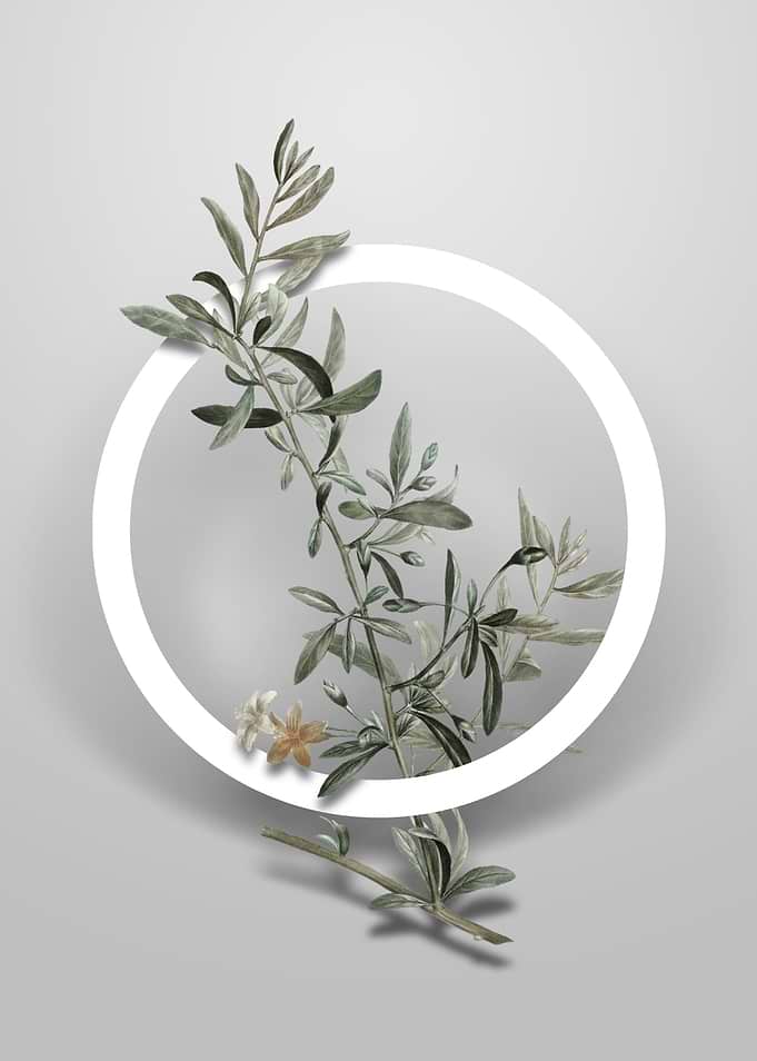 Goji Berry Branch Flower