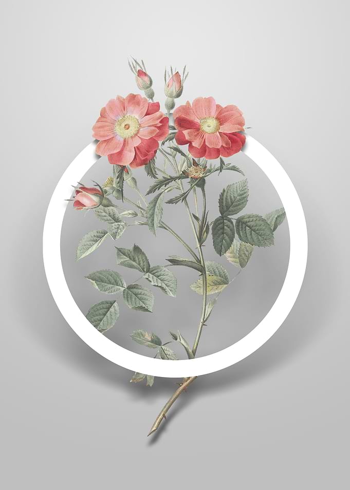 Sweetbriar Rose Flower Art