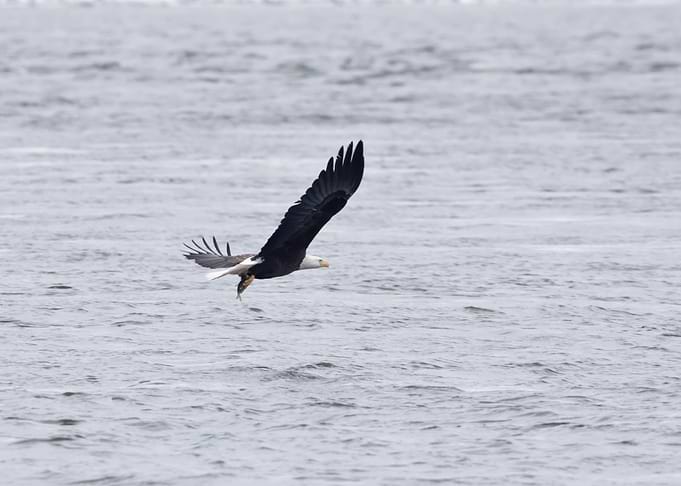 Bald eagle with fish