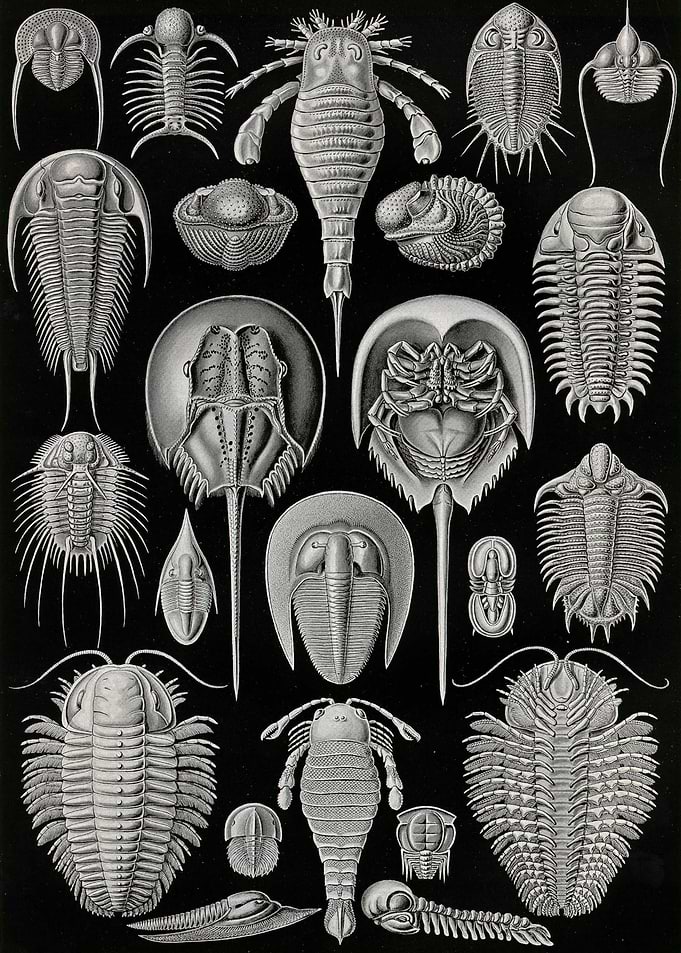 Art Forms in Nature
