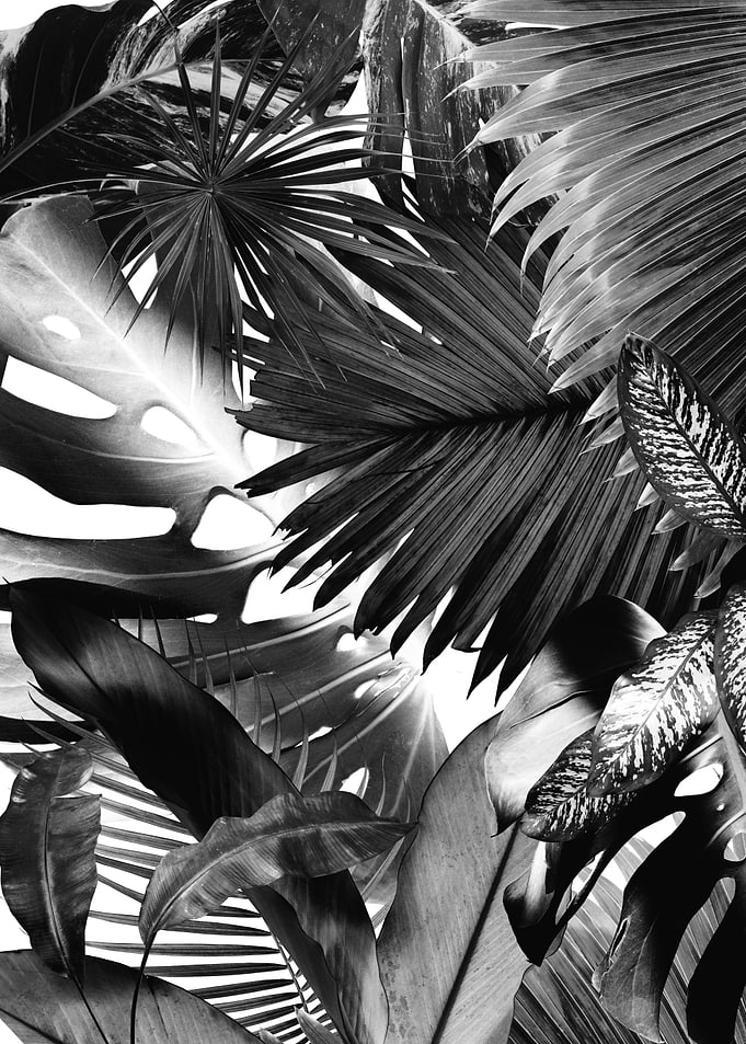 Dushi Jungle Bliss 3
