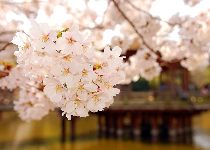 Beautiful flowers