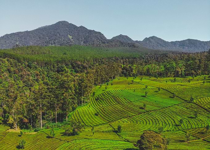 tea plantation