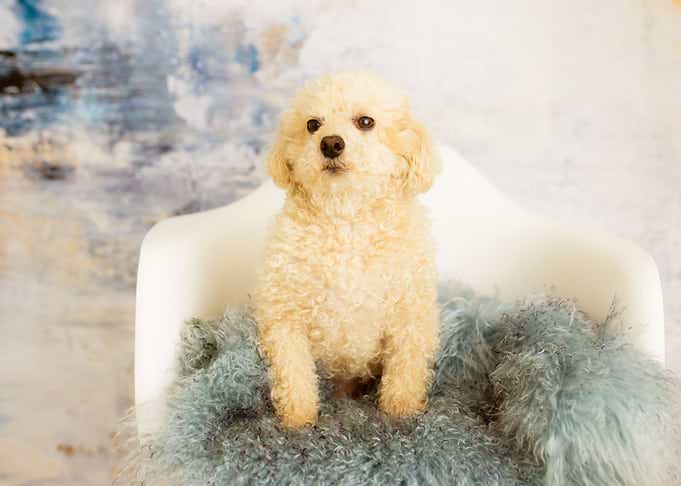 POODLE