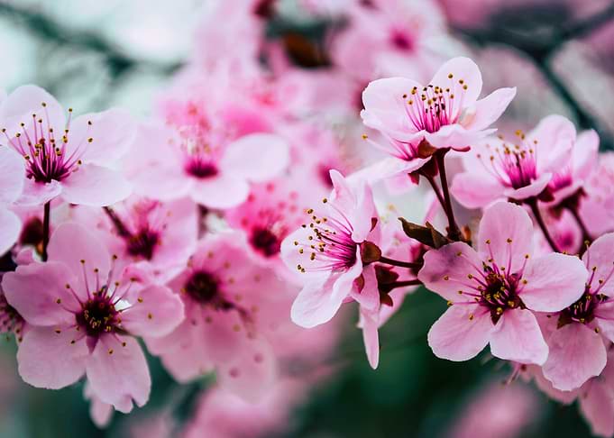 Beautiful flowers
