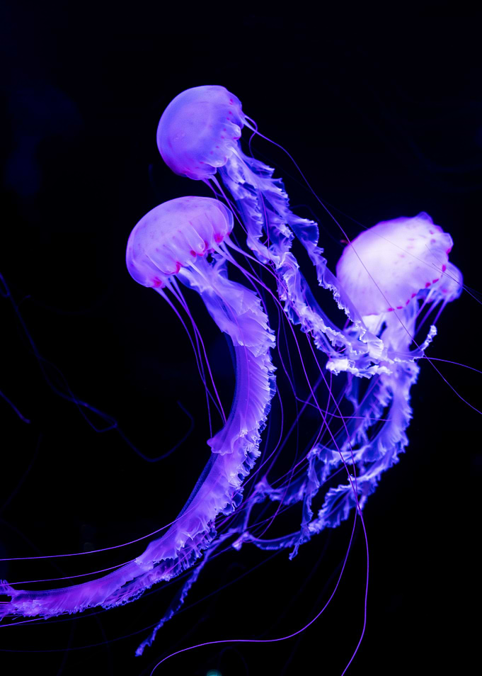 Purple Jellyfish