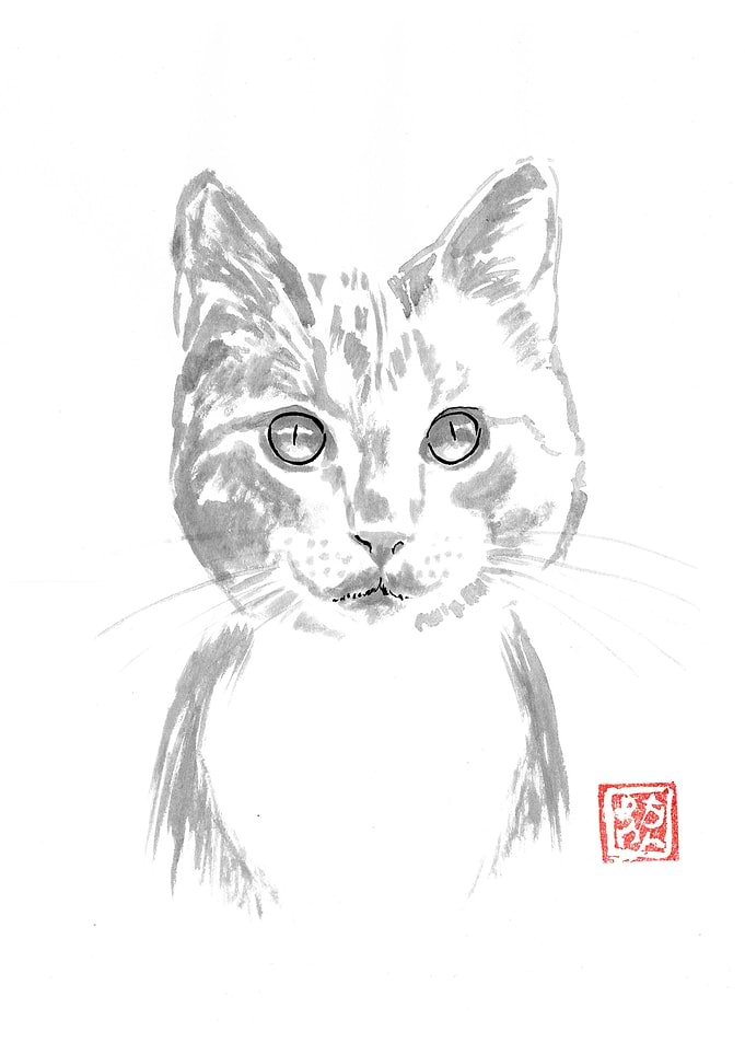 yellow cat