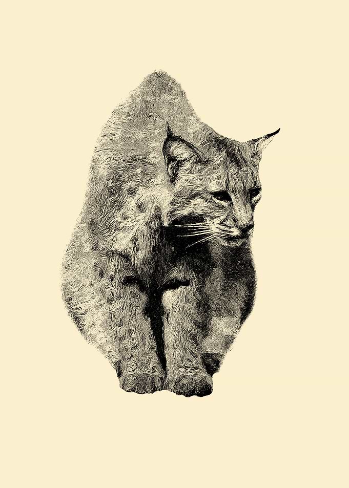 Lynx