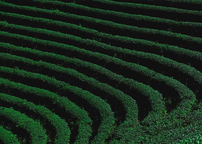 tea plantation
