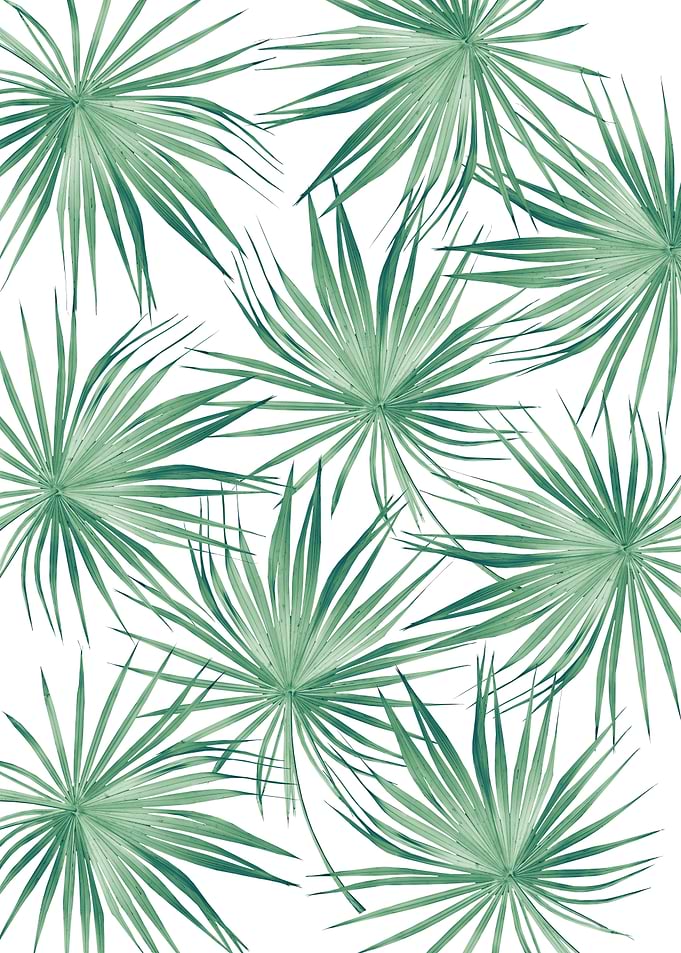 Dushi Fan Palm Bliss 4