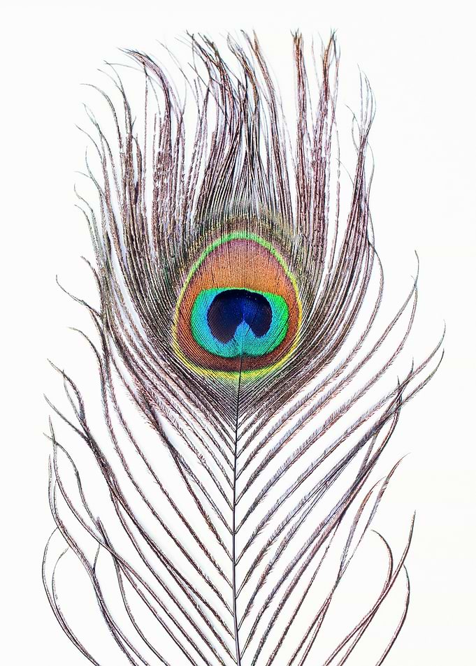 Peacock Feather