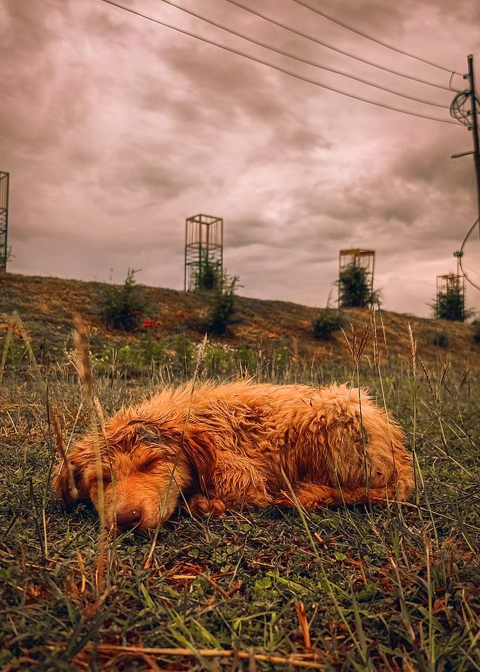 SLEEPING DOGS