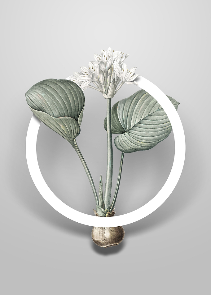 Cardwell Lily Flower Art
