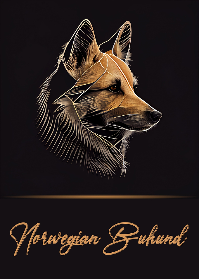 Norwegian Buhund