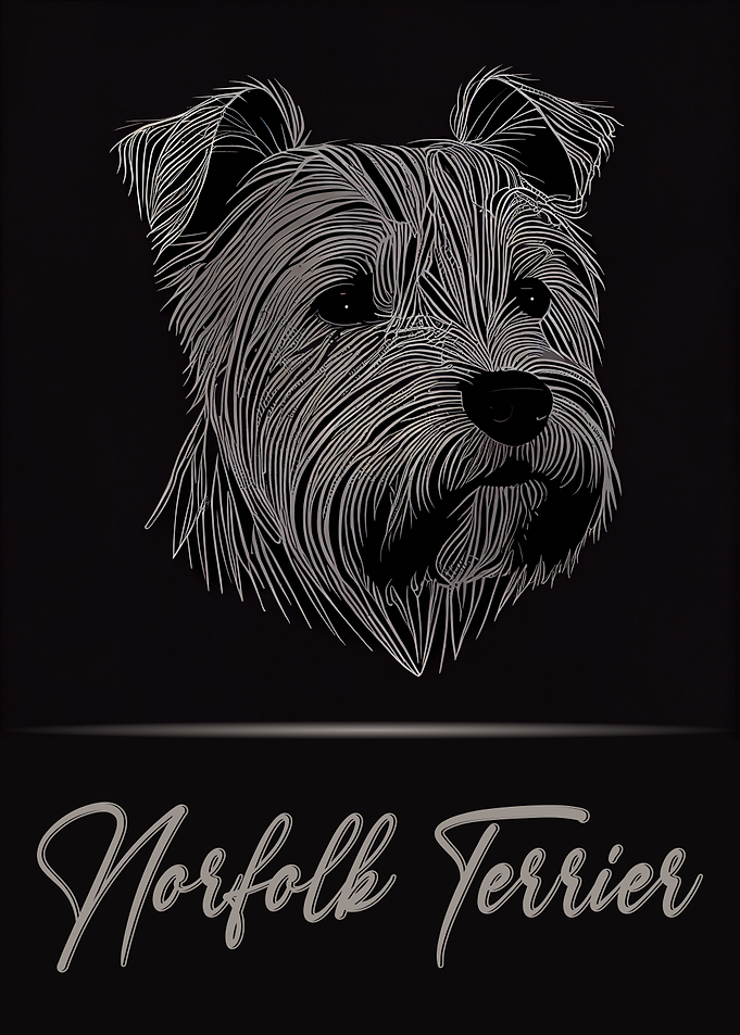 Elegant Norfolk Terrier