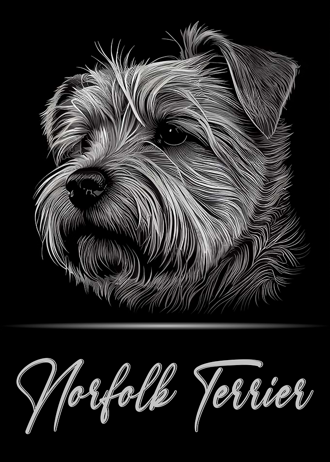 Adorable Norfolk Terrier