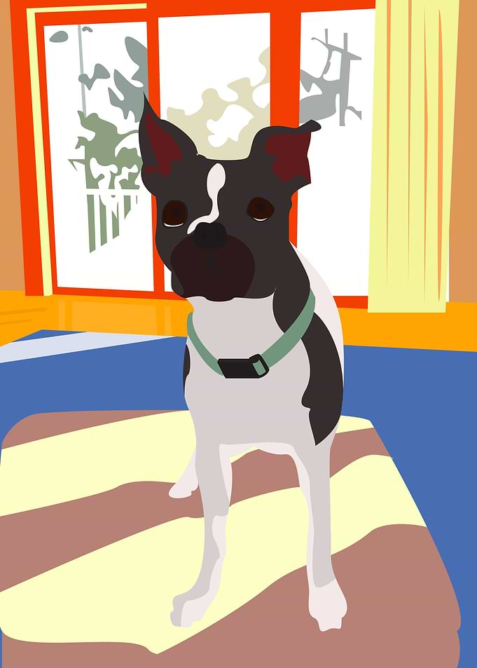 Charlie the Boston Terrier
