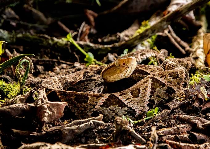 Der De Lance