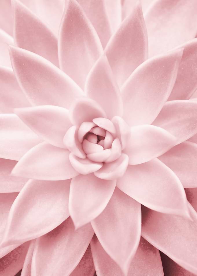 Pink Succulent