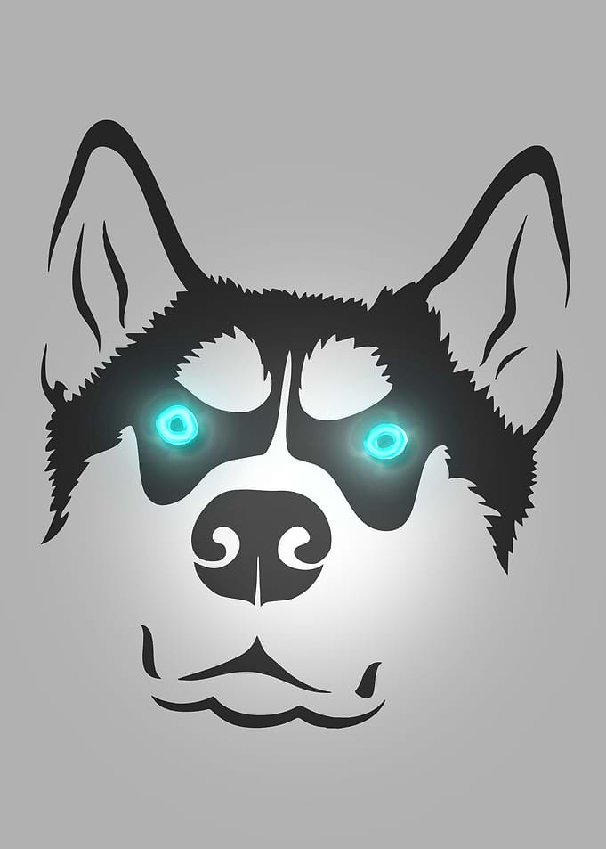 Cute husky dog