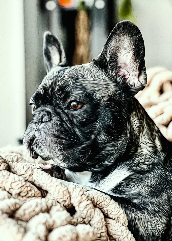 French Bulldog