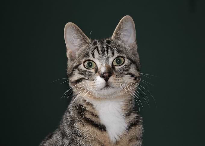 Green Eyed Cat