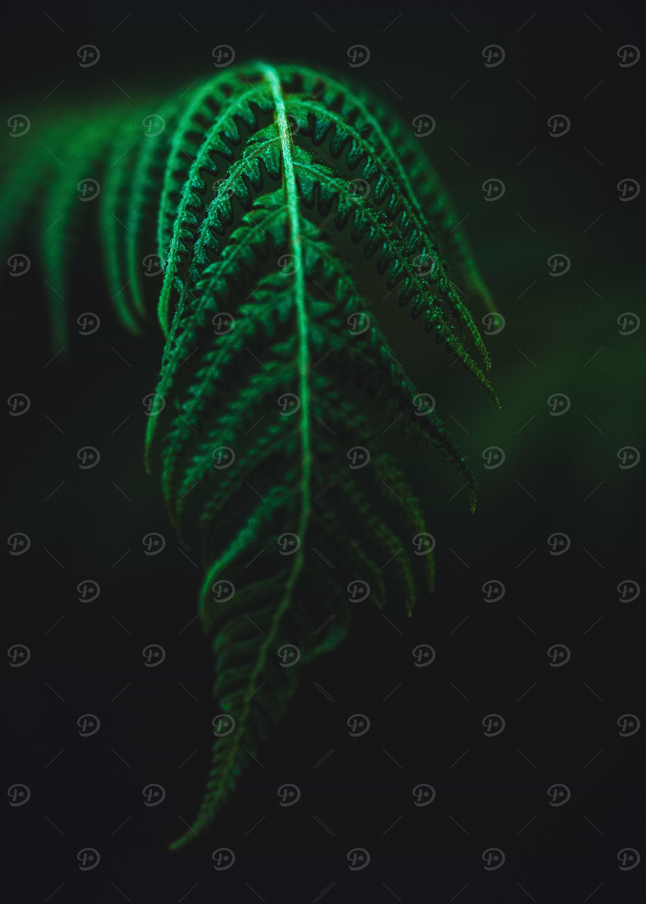Solitary Fern