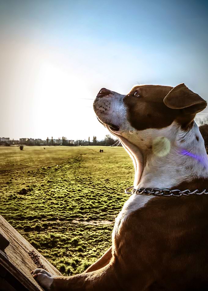 GOOD DOG