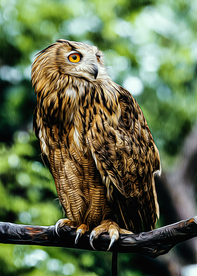 Owl