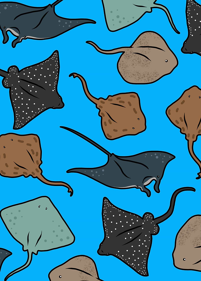 Manta Stingray Skate Fish