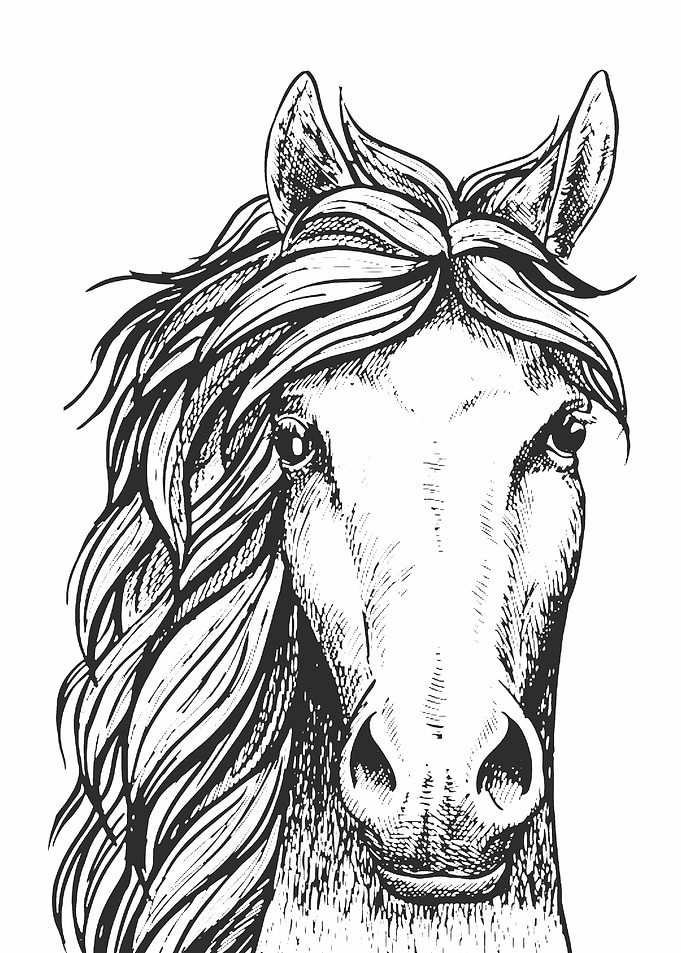 horse