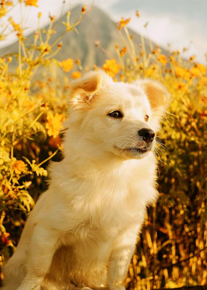 WHITE DOG