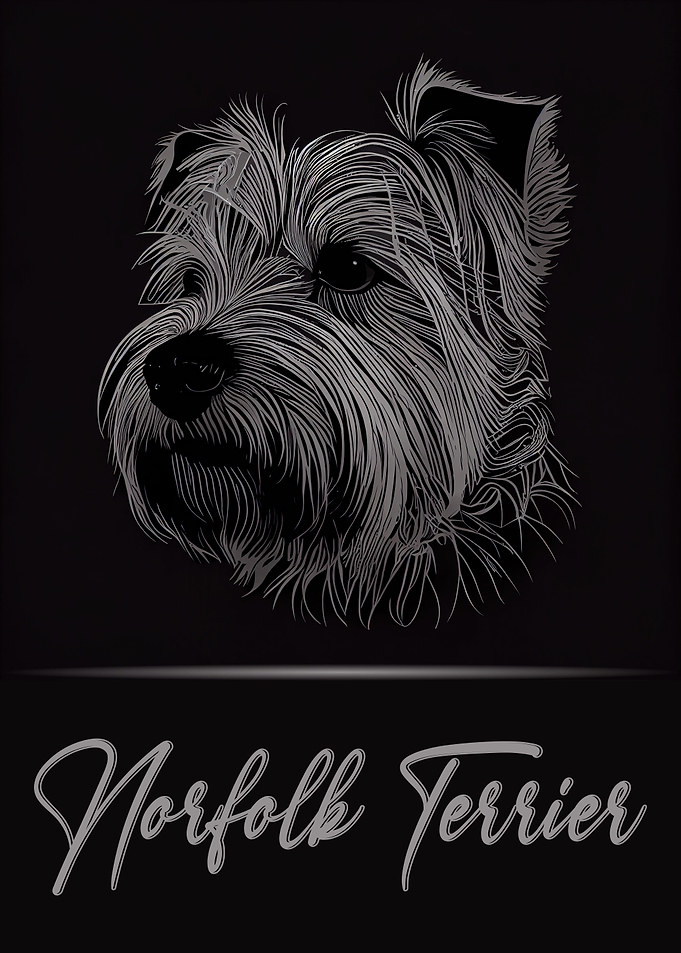 Elegant Norfolk Terrier